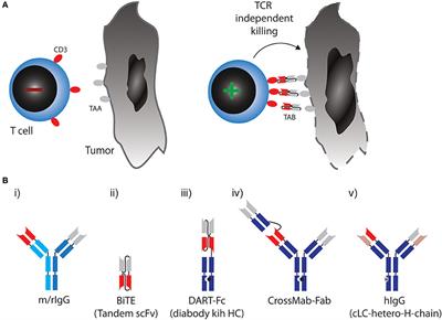 Rationale for Combining Bispecific T Cell Activating Antibodies With Checkpoint Blockade for Cancer Therapy